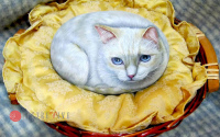Асики - белая кошка